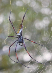 Trichonephila inaurata madagascariensis