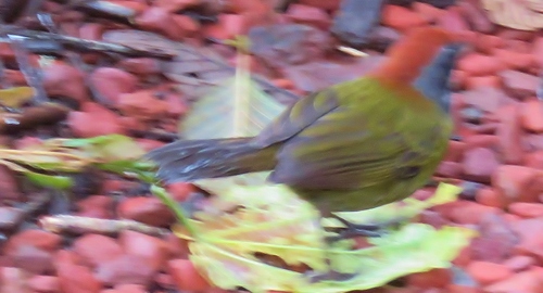 Arremon crassirostris