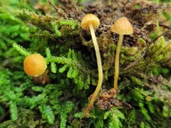 Galerina calyptrata