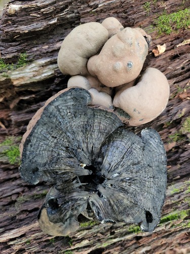 Daldinia decipiens (Photo 2 of 3)