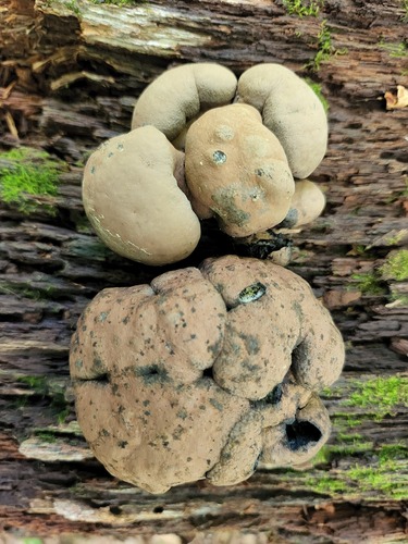 Daldinia decipiens