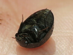 Limnohydrobius melaenus