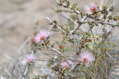 Calliandra chilensis
