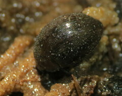 Limnohydrobius melaenus