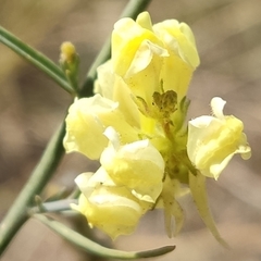 Linaria vulgaris