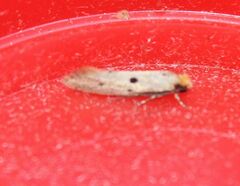 Tinea trinotella