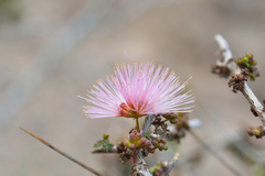 Calliandra chilensis
