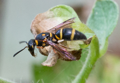 Parancistrocerus fulvipes