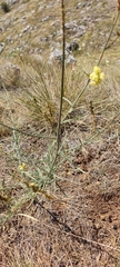 Linaria vulgaris