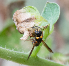 Parancistrocerus fulvipes