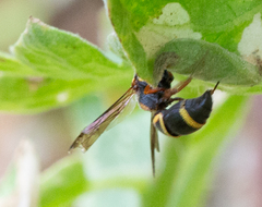 Parancistrocerus fulvipes