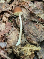Pluteus nanus
