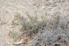 Calliandra chilensis