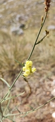 Linaria vulgaris