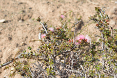Calliandra chilensis
