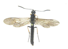 Calameuta pallipes