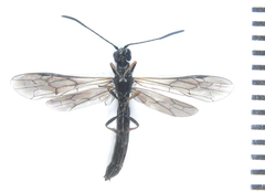 Calameuta pallipes