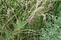 Lathyrus tuberosus