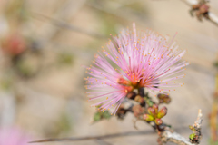 Calliandra chilensis