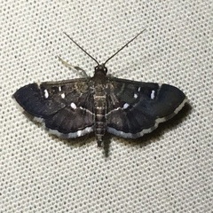 Diathrausta