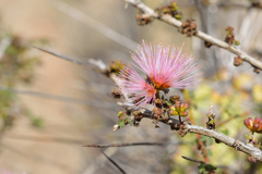 Calliandra chilensis