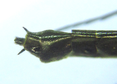 Calameuta pallipes