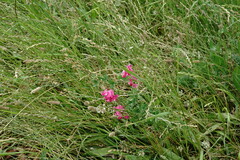 Lathyrus tuberosus