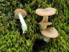 Clitocybe americana