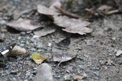 Sangalopsis microleuca