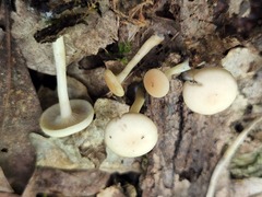 Clitocybe regularis