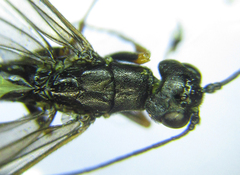 Calameuta pallipes