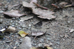 Sangalopsis microleuca
