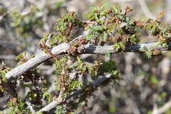 Calliandra chilensis