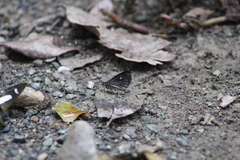 Sangalopsis microleuca