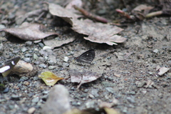 Sangalopsis microleuca