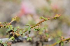 Calliandra chilensis