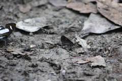 Sangalopsis microleuca