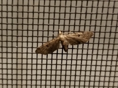 Eupithecia miserulata