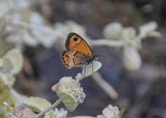 Coenonympha thyrsis
