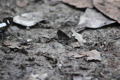 Sangalopsis microleuca