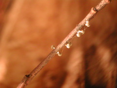 Physarum melleum