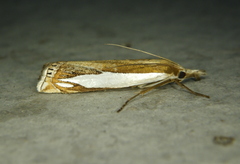 Crambus watsonellus