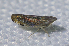 Scaphytopius acutus