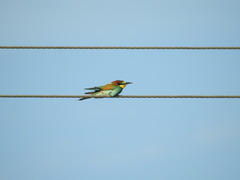 Merops apiaster