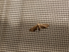 Eupithecia miserulata