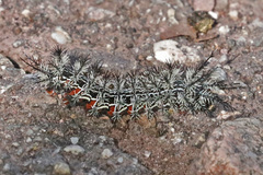 Automeris cecrops pamina