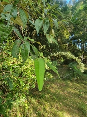 Croton stigmatosus