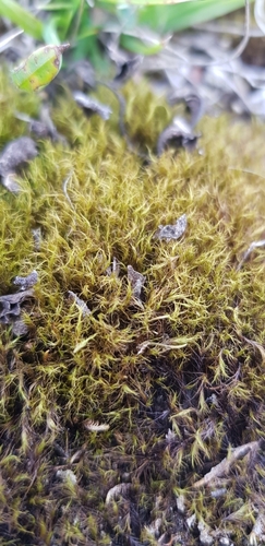 Image of Flexitrichum gracile by (c) Helen Waterman, some rights reserved (CC BY)