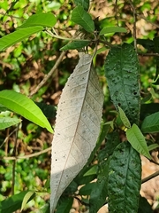 Croton stigmatosus