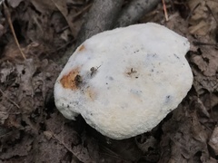 Hypomyces ochraceus